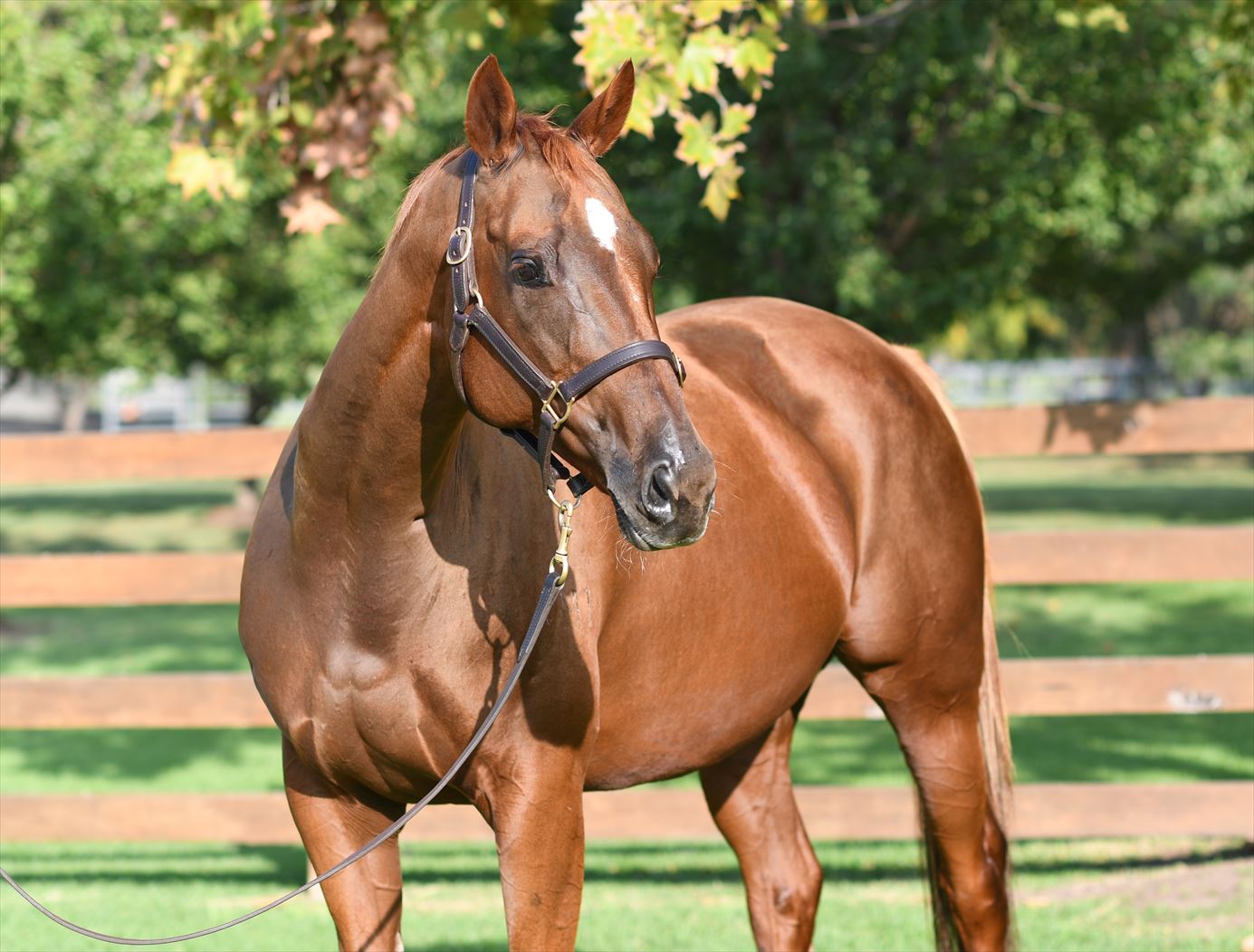 2024 Boutique Thoroughbreds Online Sale Inglis Digital Online Auctions
